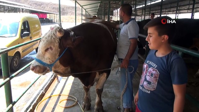 Kurbanlık tosun 'Hacı Osman' otomobil fiyatına satışa sunuldu