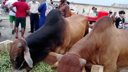 bakra mandi | bakra mandi pakistan | bakra mandi pakistan 2020 | bakra eid |