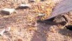 King Cobra Big ,Battle In The Desert ,Huron and the unexpected  ,Most Amazing Attack ,of Animals