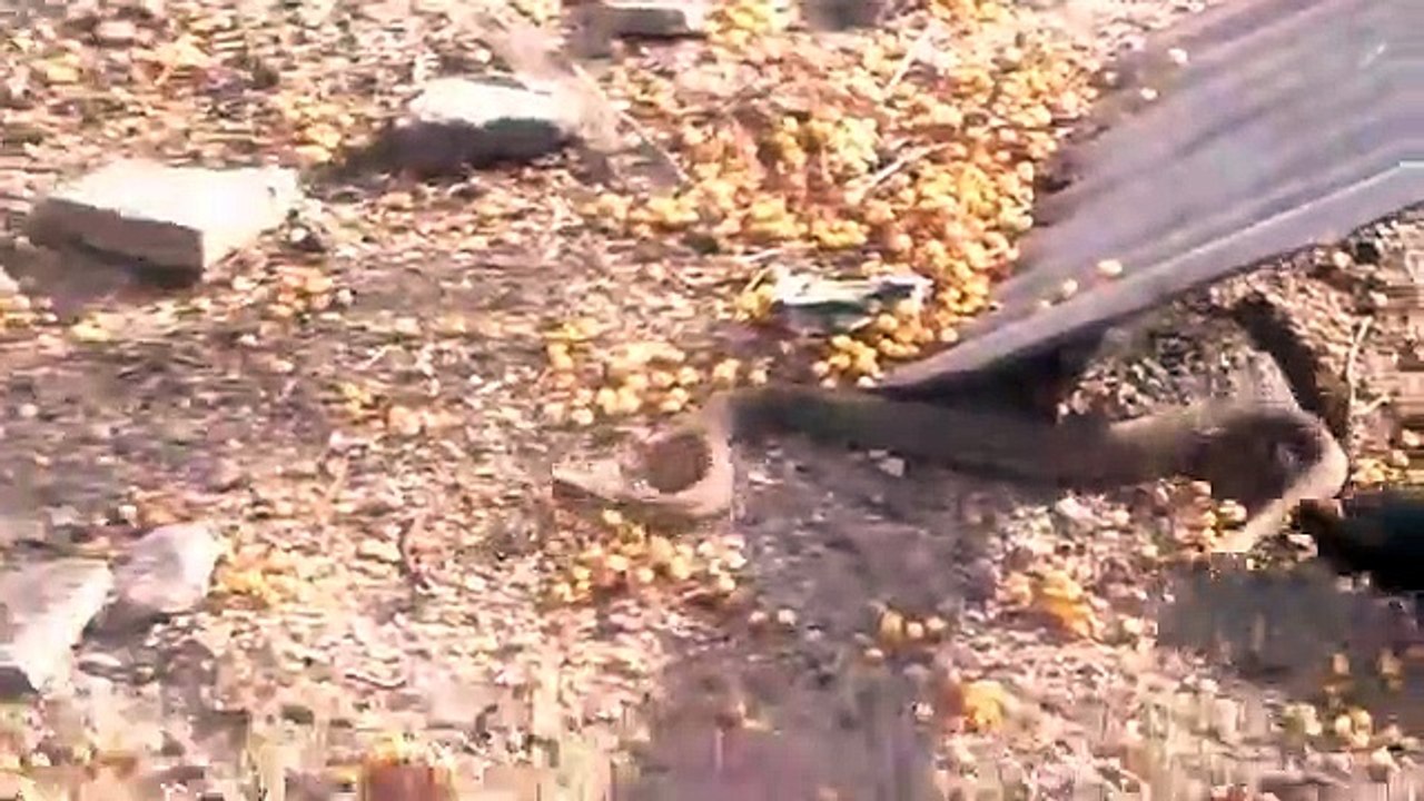 King Cobra Big ,Battle In The Desert ,Huron and the unexpected  ,Most Amazing Attack ,of Animals