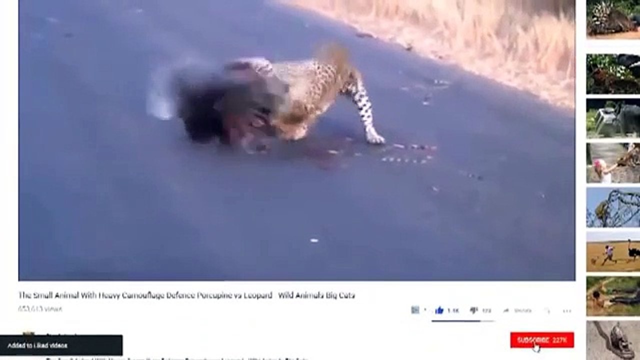 King Cobra Big, Battle In The Desert ,Mongoose and the ,unexpected  Most, Amazing Attack of ,Animals #2