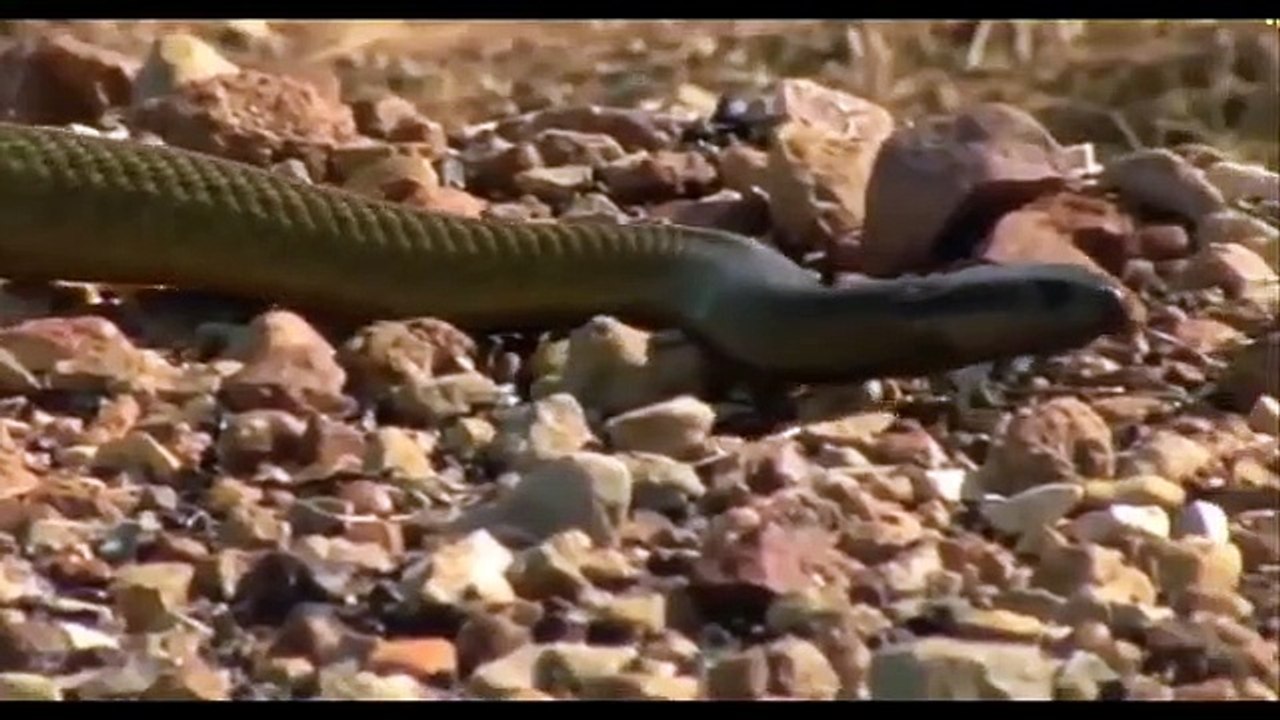 King Cobra Big ,Battle In The ,Desert Monkey ,and the unexpected,  Most Amazing Attack ,of Animals