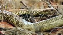 King Cobra Snake, Big Battle In The, Desert Lizard and ,the unexpected  ,Most Amazing Attack ,of Animals