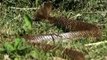King Cobra Snake ,Big Battle In The ,Desert Mongoose, and the unexpected,   Amazing Attack of ,Animals