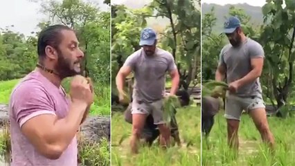 Salman Khan Plants Rice In Fields Amid Lockdown