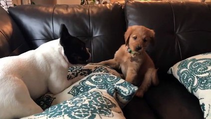 French Bulldog Puppy Playing With Golden Retriever Puppy