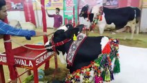 Karachi Maweshi Mandi Surmawala Cattle