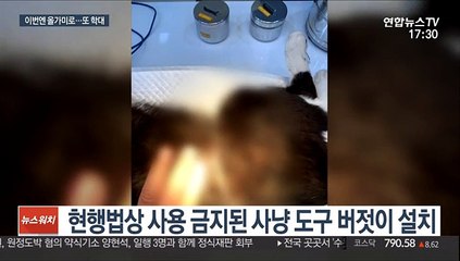 올가미에 묶인 고양이들…또 서울 한복판 학대