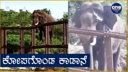 Elephant : ಈ ಆನೆಯ ಕೋಪ ನೋಡಿದ್ರೆ ಭಯ ಆಗುತ್ತೆ | Angry Elephant found in Bandipur National Park | Oneindia Kannada