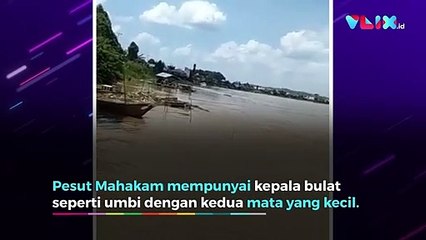 Nyaris Punah! Pesut Mahakam Muncul Dekat Rumah Warga