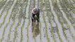 Demand slumps for Thai rice due to drought, pandemic