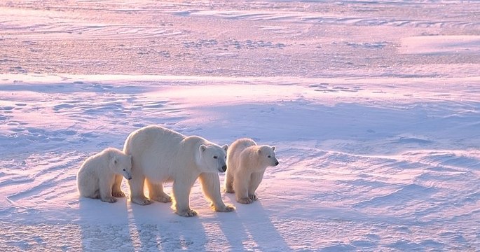 Les ours polaires pourraient disparaitre d'ici 2100 à cause de la fonte des glaces