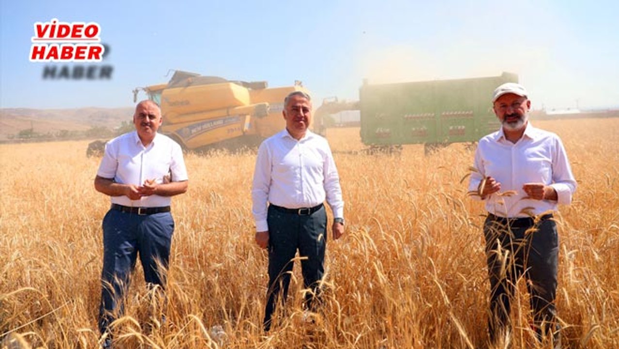 (21 Temmuz 2020) 10 BİN YILLIK SİYEZ BUĞDAYININ HASADI YAPILDI