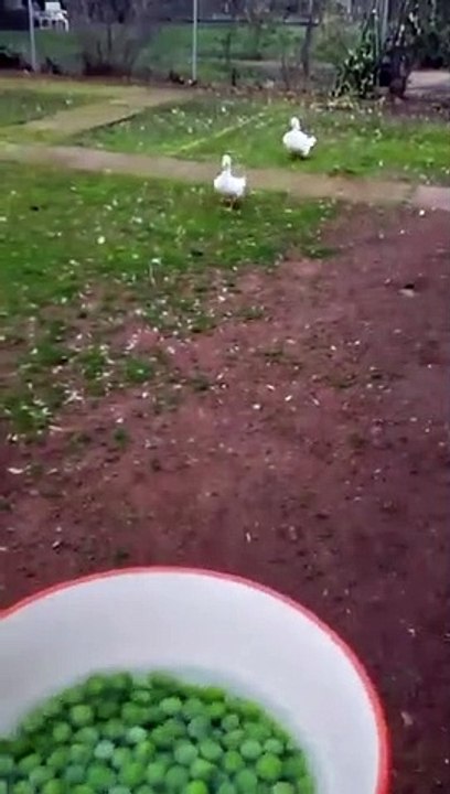 Regardez comment ces canards avalent  les petits pois