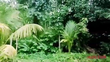 Natural beauty of Bangladesh