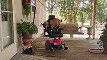 GOATS! Funny and Cute Goat Videos