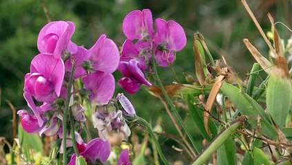 2020 Kerroc'h - Sioulder ar beure (L'instant zen du matin) * Trigone Production