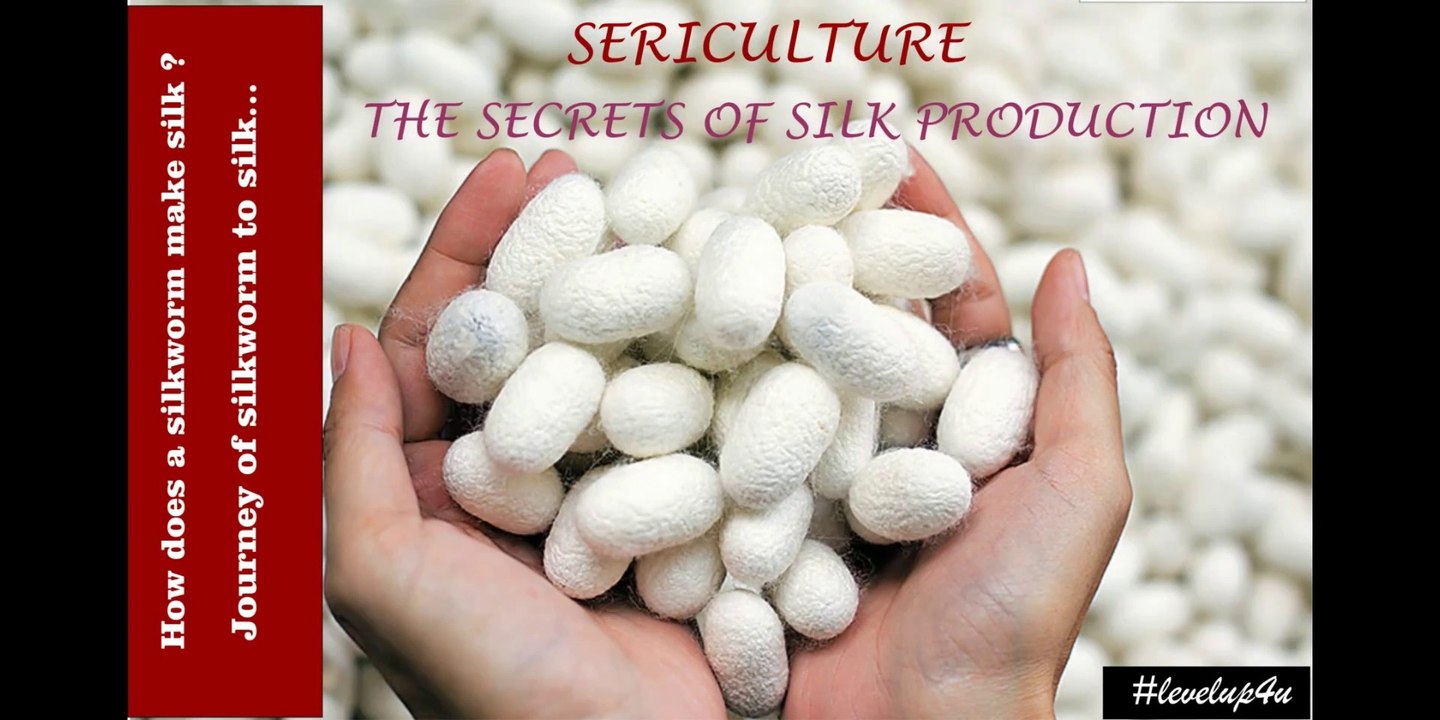 Economical Importance Of Silkworm|Sericulture Of Silkworm|Sericulture Lecture|Silkworm To Silk|Sericulture Notes