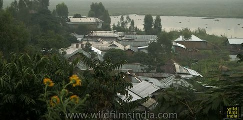 Manipuri woman swabs floor with cow dung