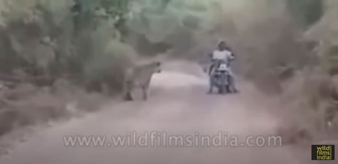 Men on motorcycle caught between two tigers, miraculously escape unharmed