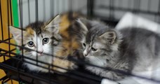 Abandons d'animaux : l'appel à l'aide de la SPA de Rennes