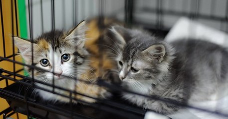 Abandons d'animaux : l'appel à l'aide de la SPA de Rennes