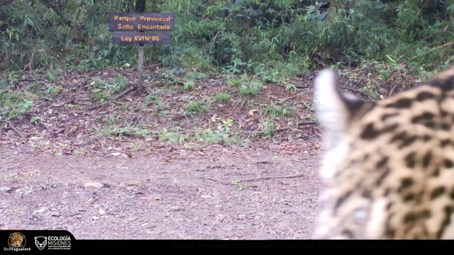 Un yaguareté rugió ante una cámara de monitoreo en un parque de Misiones