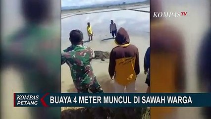 Heboh Buaya 4 Meter Muncul di Sawah Warga, Diduga Terbawa Arus Sungai