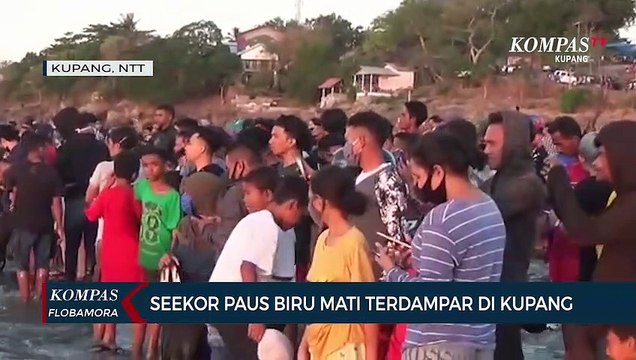 Seekor Paus Biru Mati Terdampar di Kupang