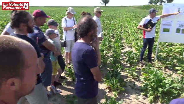 Betterave fourragère et plateforme RAGT