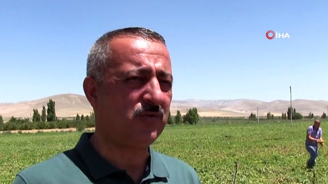Patateste izne bağlı ihracat kaldırıldı