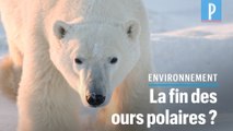 Les ours polaires pourraient disparaître d’ici 2100