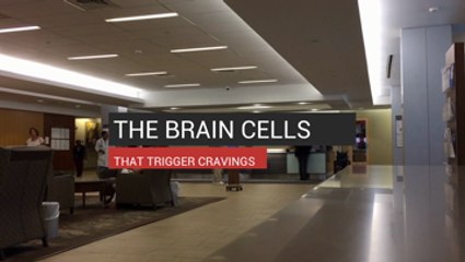 The Brain Cells that Trigger Cravings