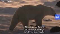 اگر به فکر محیط زیست نباشیم خرس‌های قطبی تا سال ۲۱۰۰ از زمین محو می‌شوند