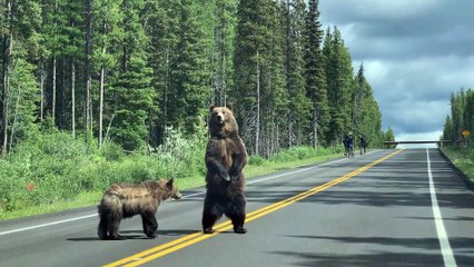Grizzlies Cross in Front of Cyclists and Cars