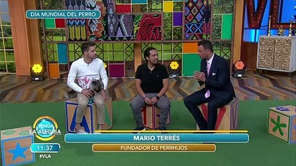 En este Día Mundial del Perro, checa qué se necesita para tener uno en casa. | Venga La Alegría