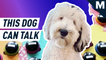This very good dog can talk to her owner — Mashable Originals
