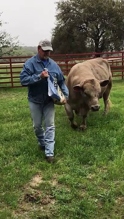 Man Dancing with His Massive Bull