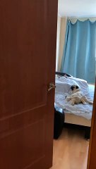 Dog Sleeps Like a Man