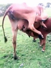 Cette vache assoiffée boit son propre lait