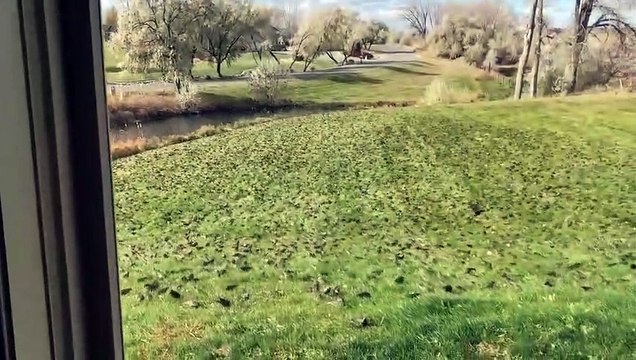 Une nuée de milliers d'oiseaux s'envole de son jardin... impressionnant