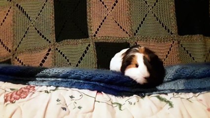 CAVIA PORCELLUS TURMERIC 20190816_140444