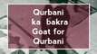 Qurbani ka bakra , A goat for qurbani