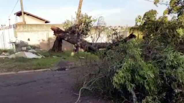 Árvore cai e deixa rua interditada na Região do Lago