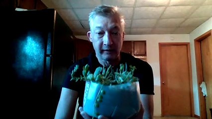 Succulent Plant Cuttings and Dish Garden 07/21/2020