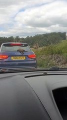 Monkeys Aren't Fond of Car's Windshield Wash Jets