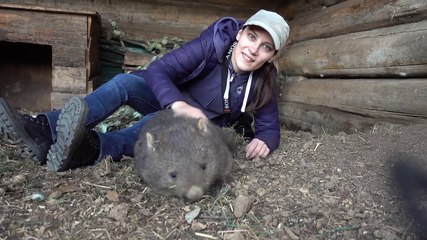 Wombat Cuddles at Trowunna Wildlife Sanctuary