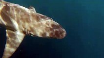 Scuba diver swims with lemon sharks in Jupiter, Florida