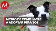 Metro de CdMx celebra Día Mundial del Perro; así puedes adoptar a uno