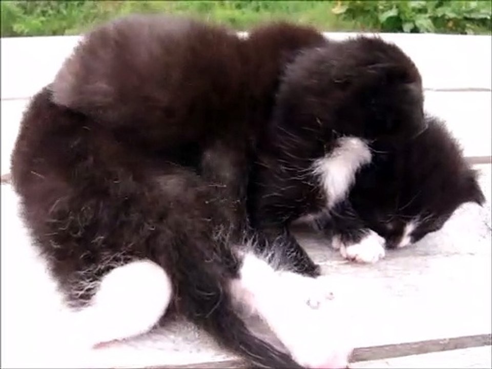Four Black Kittens On The Picnic Table